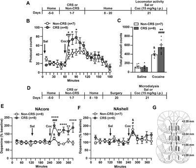 Impairment of glutamate homeostasis in the nucleus accumbens core underpins cross-sensitization to cocaine following chronic restraint stress